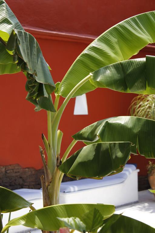 Casa Oaxaca Hotel Kültér fotó